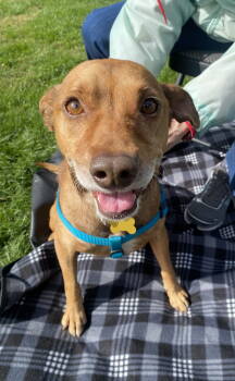 Rescue Terrier Dogs for Adoption in Davis, California - Kors | PetCurious