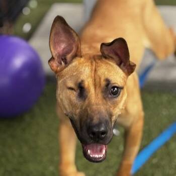 Mixed Breed Dogs Available for Adoption in Merriam, Kansas - Porsha | PetCurious