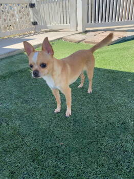 Rescue Chihuahua Dogs for Adoption in La Verne, California - Biscuit | PetCurious