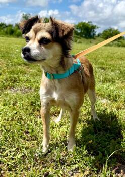 Dakota -  Chihuahua and Mixed Breed Dog for Adoption in Cape Coral, Florida - Dakota | PetCurious