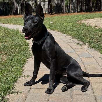 Belgian Shepherd Malinois Dogs Available for Adoption in Sanford, North Carolina - Lily  | PetCurious