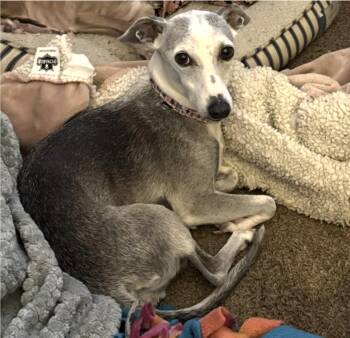 Sophie -  Italian Greyhound Dog for Adoption in Greenwood Village, Colorado - Sophie | PetCurious
