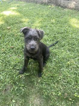 Dolly -  Terrier Dog for Adoption in Cincinnati, Ohio - Dolly | PetCurious