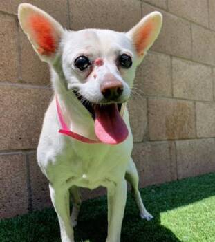 PLEASE SAVE ME - SOPHIE - A464378 -  Chihuahua Dog for Adoption in San Marcos, California - PLEASE SAVE ME - SOPHIE - A464378 | PetCurious