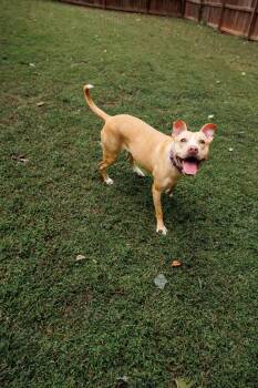 Rescue Pit Bull Terrier and Labrador Retriever Dogs for Adoption in Sanford, North Carolina - Mella | PetCurious
