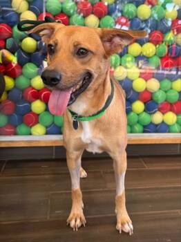 Angel Boy -  Mixed Breed Dog for Adoption in Honolulu, Hawaii - Angel Boy | PetCurious