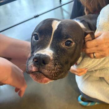 Banner -  Pit Bull Terrier Dog for Adoption in Wilmington, Delaware - Banner | PetCurious