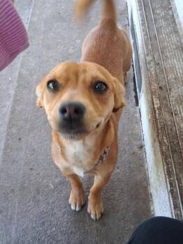 Chihuahua Dogs Available for Adoption in Stockton, California - A376033 | PetCurious