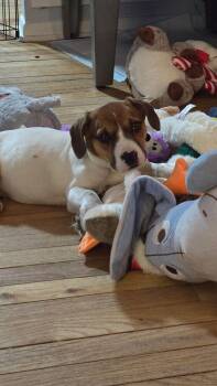 Beagle and Jack Russell Terrier Dogs Available for Adoption - Lexi | PetCurious