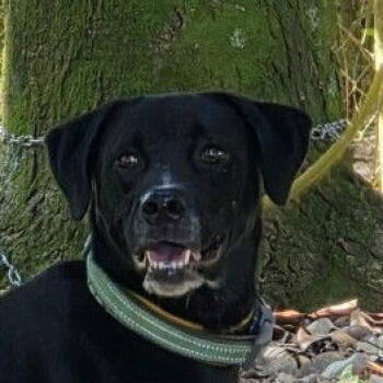 Rescue Labrador Retriever Dogs for Adoption in Locust Fork, Alabama - Alphie | PetCurious