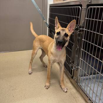 Fiona -  Shepherd and Mixed Breed Dog for Adoption in Marshall, Virginia - Fiona | PetCurious