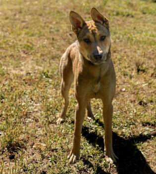 Lilly -  Mixed Breed Dog Available for Adoption in Durham, North Carolina - Lilly | PetCurious