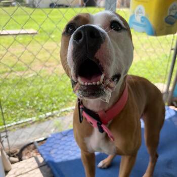 Daisy Mae -  Boxer and Pit Bull Terrier Dog for Adoption in Newport, North Carolina - Daisy Mae | PetCurious