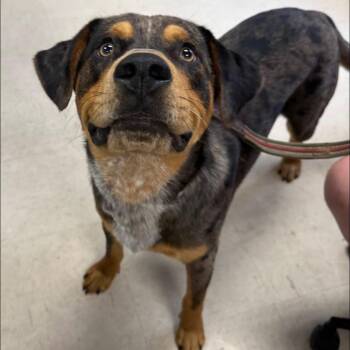 Pumbaa -  Catahoula Leopard Dog and Mixed Breed Dog for Adoption in Jacksboro, Tennessee - Pumbaa | PetCurious