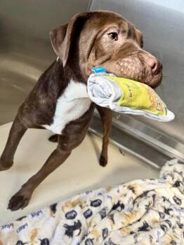 Labrador Retriever Dogs Available for Adoption - Nora | PetCurious