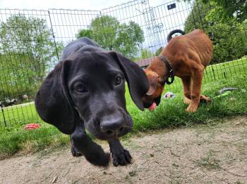 Hound and Great Dane Dogs Available for Adoption in New London, Wisconsin - Cinder | PetCurious
