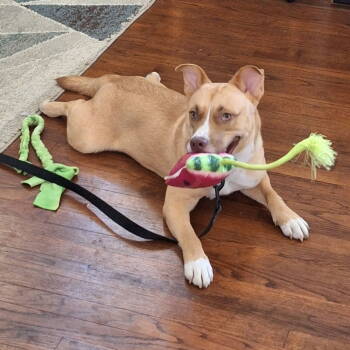 Rescue Terrier Dogs for Adoption in Dallas, Texas - Julia | PetCurious