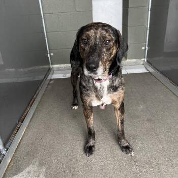 Catahoula Leopard Dog Dogs Available for Adoption in Wilmington, Delaware - Smurfette | PetCurious