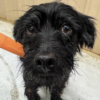 Terrier and Mixed Breed Dogs Available for Adoption in Houston, Texas - Ripley | PetCurious