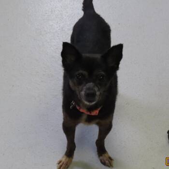 Muzzie -  Chihuahua Dog for Adoption in Galveston, Texas - Muzzie | PetCurious