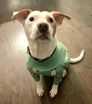 Hound and Pit Bull Terrier Dogs Available for Adoption - Laika | PetCurious