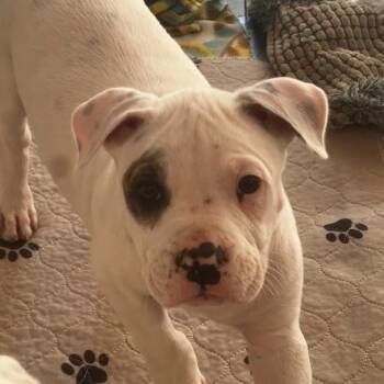 Mixed Breed Dogs Available for Adoption in Mebane, North Carolina - Blueberry | PetCurious
