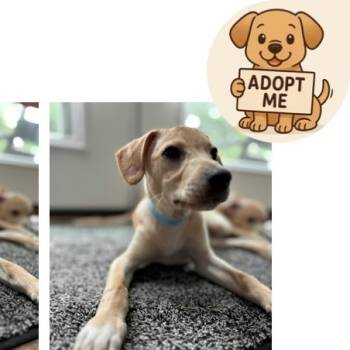 Rescue Retriever Dogs for Adoption in Fairfax Station, Virginia - Popcorn | PetCurious