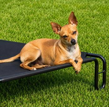 Geoffrey -  Rat Terrier Dog for Adoption in Deer Park, Texas - Geoffrey | PetCurious