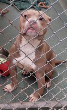 Riley -  American Bully Dog for Adoption in Rehoboth, Massachusetts - Riley | PetCurious