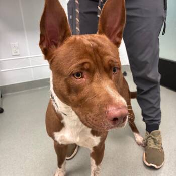 Bandit -  Pit Bull Terrier and Cattle Dog Dog for Adoption in Abilene, Texas - Bandit | PetCurious