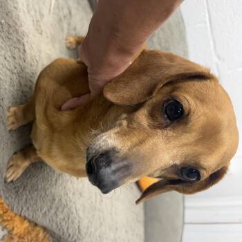 Timone -  Dachshund Dog for Adoption in Blue Springs, Missouri - Timone | PetCurious