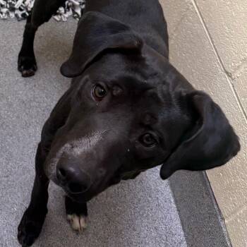 Asher -  Mixed Breed Dog for Adoption in Cedaredge, Colorado - Asher | PetCurious