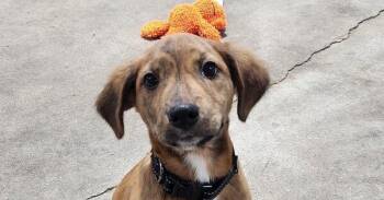 Karen -  Mixed Breed Dog for Adoption in Papillion, Nebraska - Karen | PetCurious