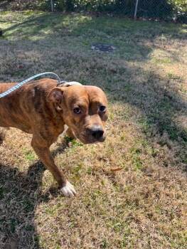 Pit Bull Terrier Dogs Available for Adoption - Stew - 11132 | PetCurious