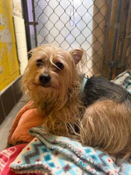 Mixed Breed Dogs Available for Adoption - Nova Lou | PetCurious