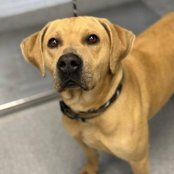 Labrador Retriever Dogs Available for Adoption in Martinsville, Virginia - Brooks | PetCurious