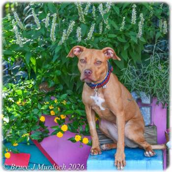 Beth -  Pit Bull Terrier Dog for Adoption in Wake Forest, North Carolina - Beth | PetCurious
