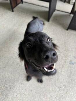 Rescue Labrador Retriever Dogs for Adoption in Baton Rouge, Louisiana - Bear (157722) (In A Foster Home) | PetCurious