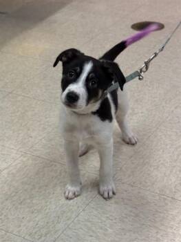 Rat Terrier and Collie Dogs Available for Adoption in Sugar Land, Texas - BO | PetCurious