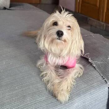 Rescue Cairn Terrier Dogs for Adoption in Auburn, Washington - SOL WILL BE READY SOON FOR THE PNW! | PetCurious