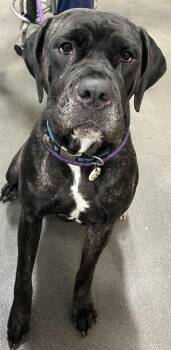 Cane Corso Dogs Available for Adoption - BROWNIE | PetCurious