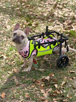 French Bulldog Dogs Available for Adoption - Gucci | PetCurious