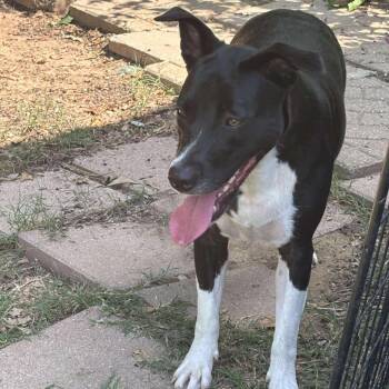 Rescue Border Collie and Black Mouth Cur Dogs for Adoption in Wadena, Minnesota - Daisy Ll | PetCurious