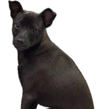 Pepper -  Manchester Terrier and Mixed Breed Dog for Adoption in Eureka Springs, Arkansas - Pepper | PetCurious