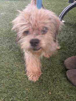 Ollie -  Mixed Breed Dog for Adoption in West Chester, Pennsylvania - Ollie | PetCurious