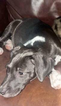 Rescue Hound Dogs for Adoption in Manchester, Connecticut - Finn | PetCurious