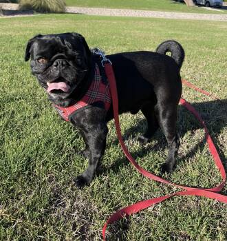 Rescue Pug Dogs for Adoption in Chandler, Arizona - Merlin | PetCurious