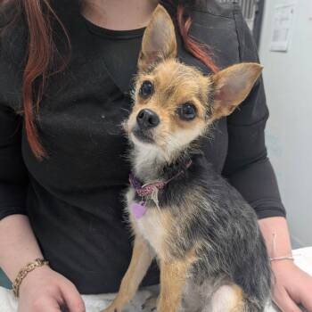 Chihuahua and Fox Terrier Dogs Available for Adoption - CORA | PetCurious