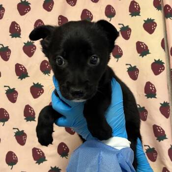 Don-Juan -  Shepherd and Mixed Breed Dog for Adoption in San Antonio, Texas - Don-Juan | PetCurious