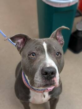 Summer Breeze -  Terrier Dog for Adoption in Chambersburg, Pennsylvania - Summer Breeze | PetCurious